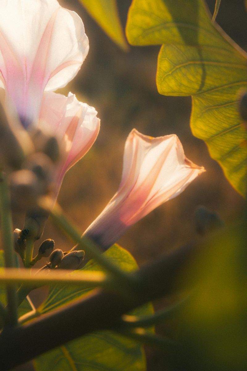 Alba Serenissima - Image 10